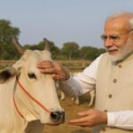 Modi's Cattle AI