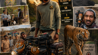58 Tiger